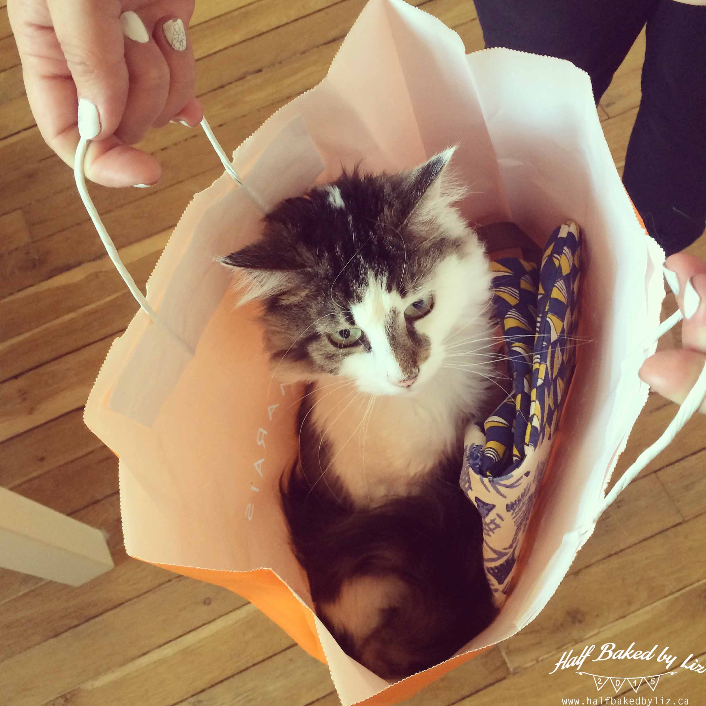 2 - Cat in the Bag
