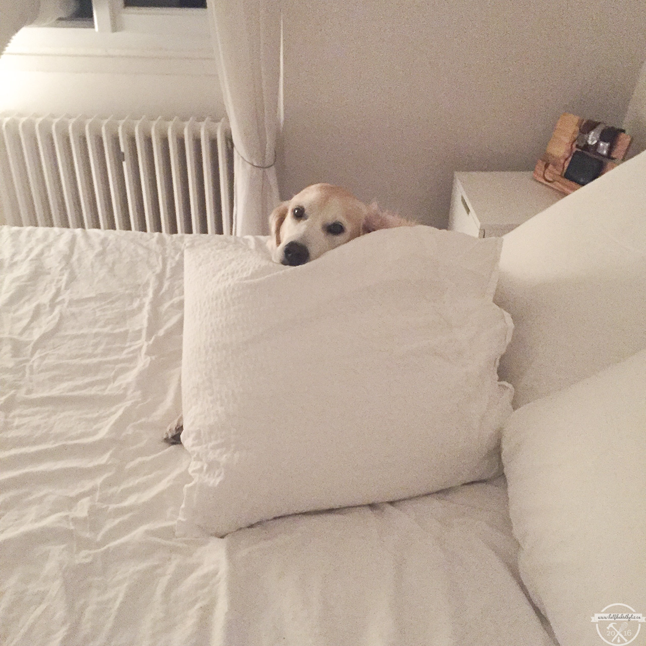 stella-pillow-fort